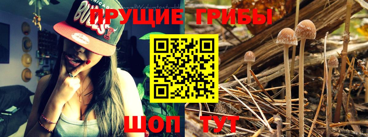 Галлюциногенные грибы Psilocybe Красноуфимск